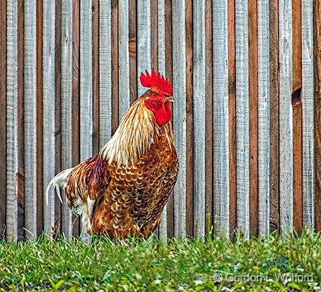 Rooster Beside Striped Wall_DSCF4720.jpg - Photographed near Perth, Ontario, Canada.